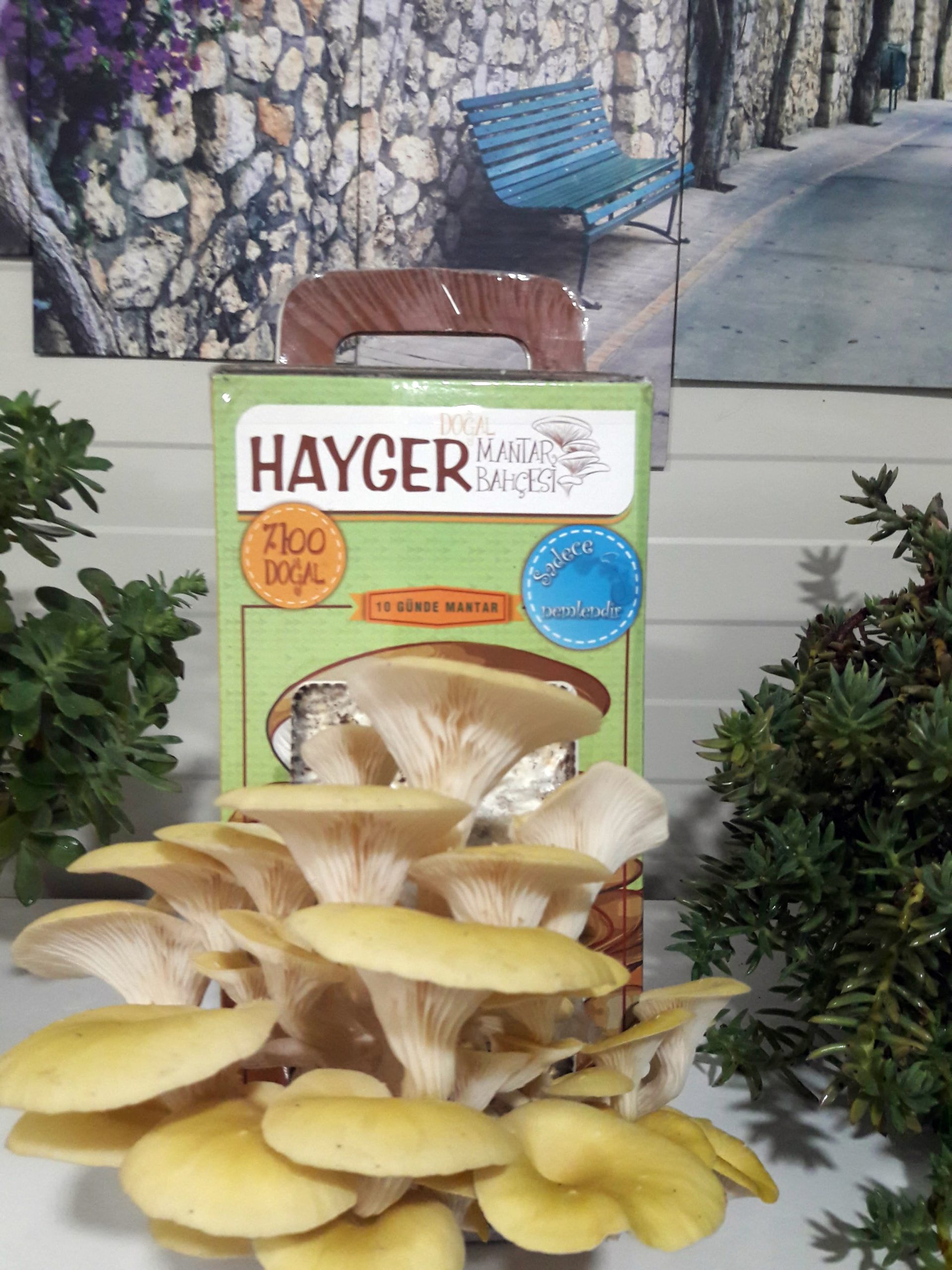 hayger-sari-istiridye-mantar-bahcesi